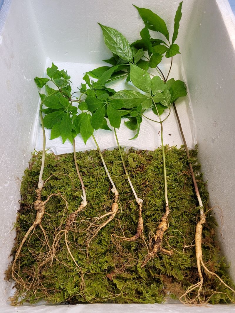 장터 상품 [야생산삼 1세트(6뿌리 일괄)] 썸네일