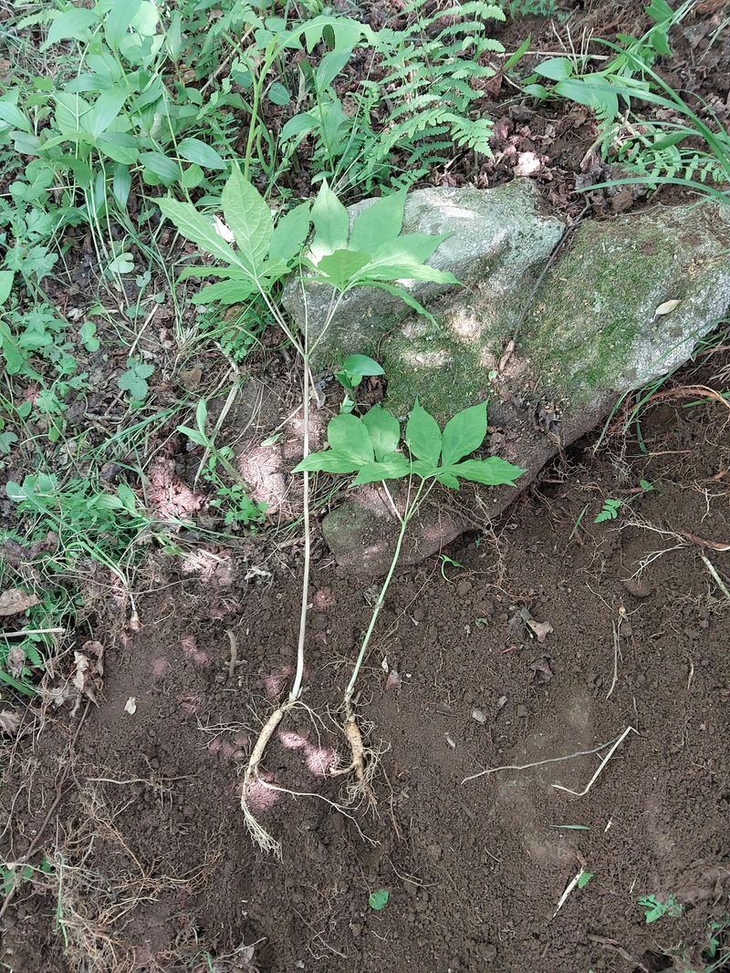 김봉호님의 장터 판매 상품 [야생산삼 1세트(6뿌리 일괄)] 첨부 사진