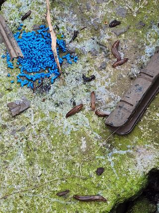 통통님의 귤 · 병해충상담 작성글 사진