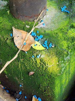 통통님의 귤 · 병해충상담 작성글 사진