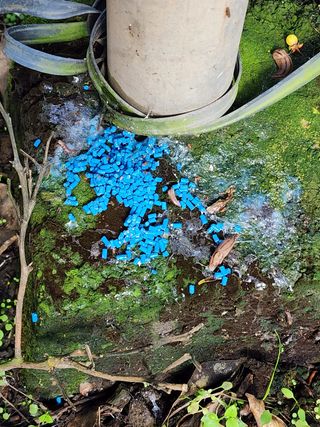 통통님의 귤 · 병해충상담 작성글 사진