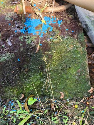 통통님의 귤 · 병해충상담 작성글 사진