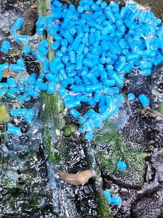 통통님의 귤 · 병해충상담 작성글 사진