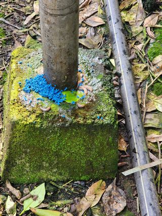 통통님의 귤 · 병해충상담 작성글 사진