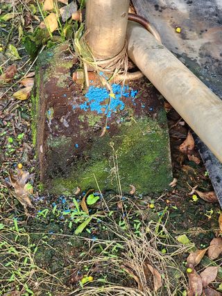 통통님의 귤 · 병해충상담 작성글 사진