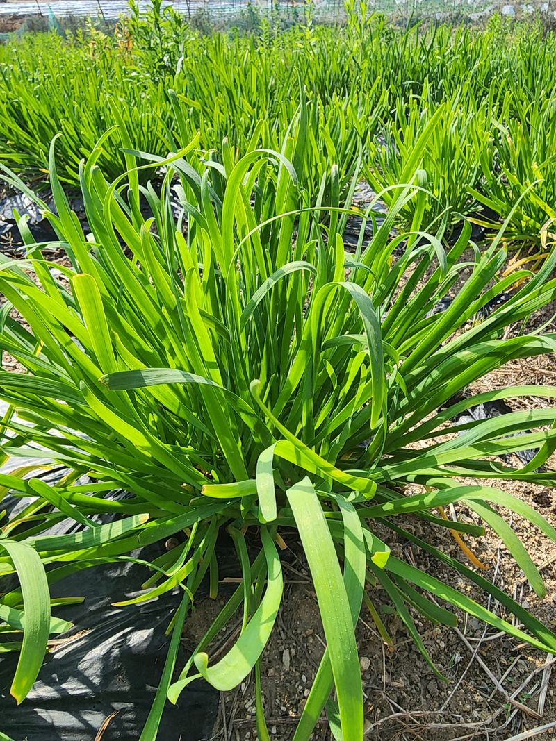 장터 상품 [두메부추1kg] 썸네일