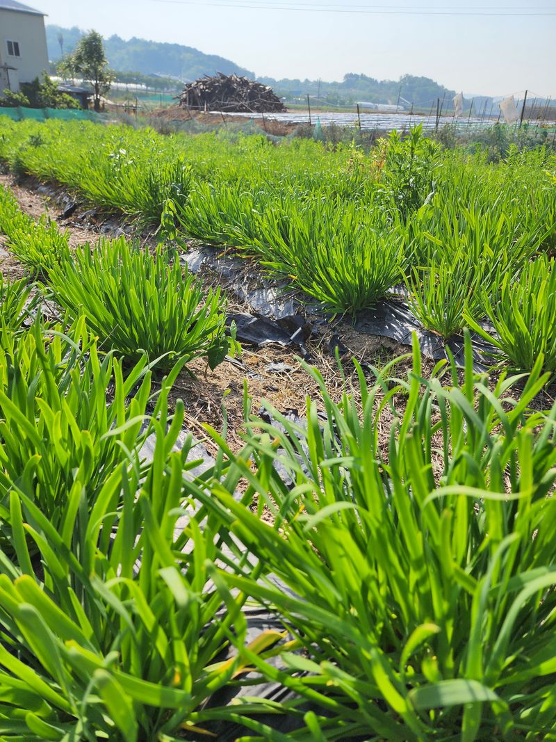 약초원 김종군님의 장터 판매 상품 [두메부추1kg] 첨부 사진