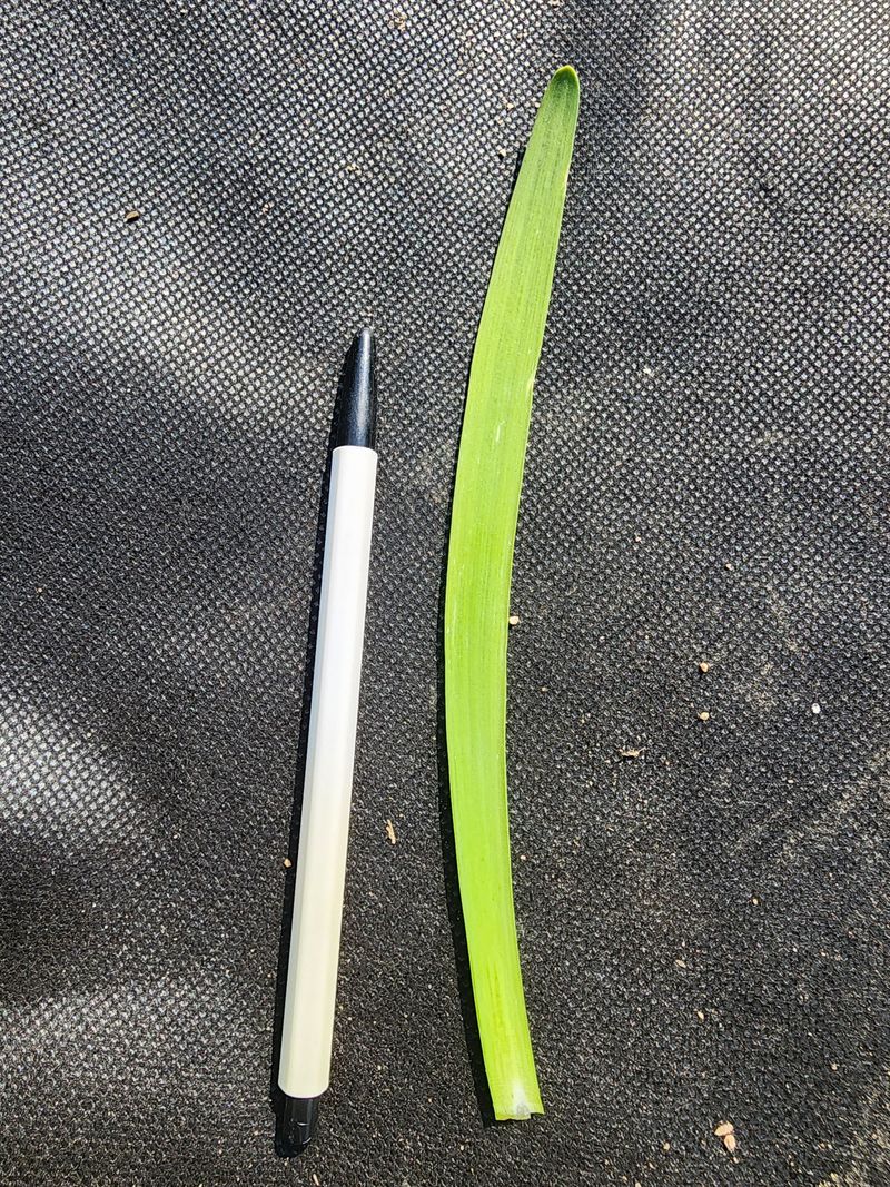 약초원 김종군님의 장터 판매 상품 [두메부추1kg] 첨부 사진