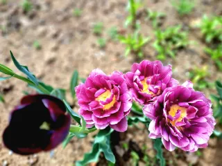 최창숙님의 자유주제 · 사진전 작성글 사진