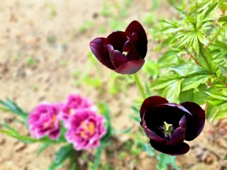 최창숙님의 자유주제 · 사진전 작성글 사진