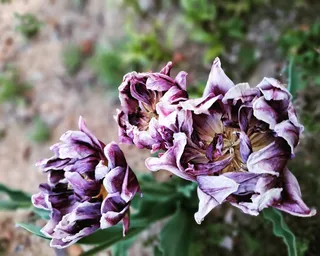 최창숙님의 자유주제 · 사진전 작성글 사진