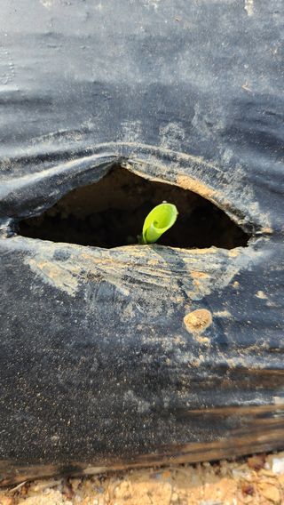 율촌 김은숙님의 옥수수 · 자유게시판 작성글 사진