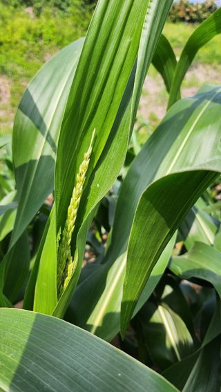 율촌 김은숙님의 옥수수 · 자유게시판 작성글 사진