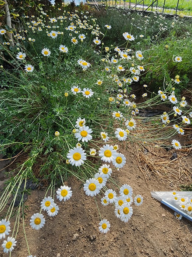 장터 상품 [천연살충제 건조 제충국50g] 썸네일