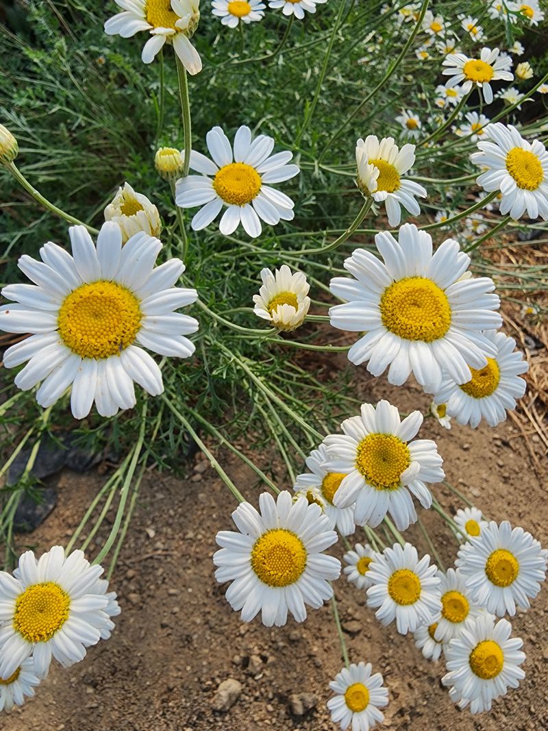 약초원 김종군님의 장터 판매 상품 [천연살충제 건조 제충국50g] 첨부 사진