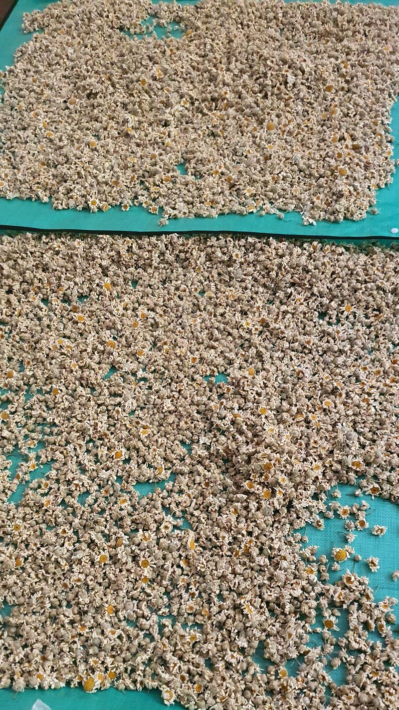 약초원 김종군님의 장터 판매 상품 [천연살충제 건조 제충국50g] 첨부 사진