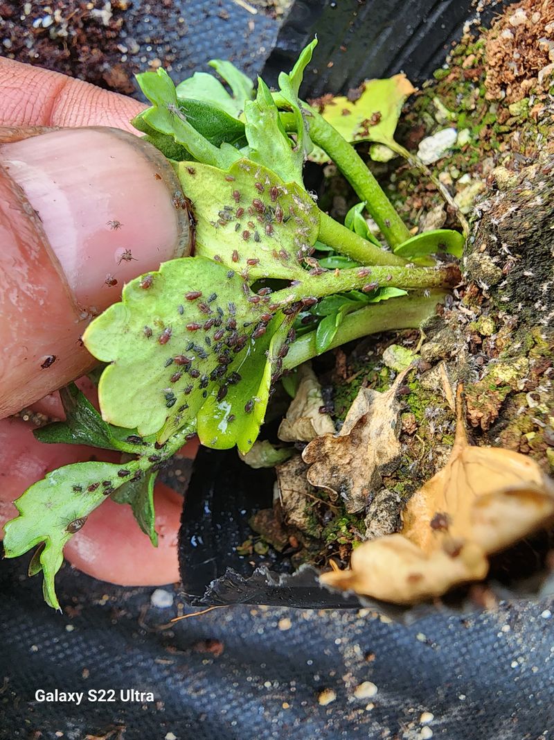 약초원 김종군님의 장터 판매 상품 [천연살충제 건조 제충국50g] 첨부 사진