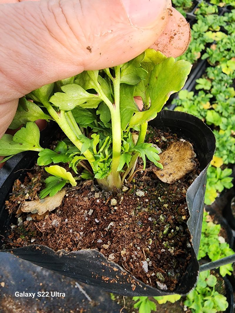 약초원 김종군님의 장터 판매 상품 [천연살충제 건조 제충국50g] 첨부 사진