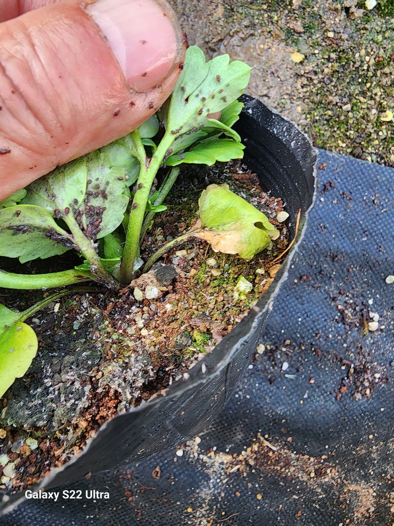 약초원 김종군님의 장터 판매 상품 [천연살충제 건조 제충국50g] 첨부 사진