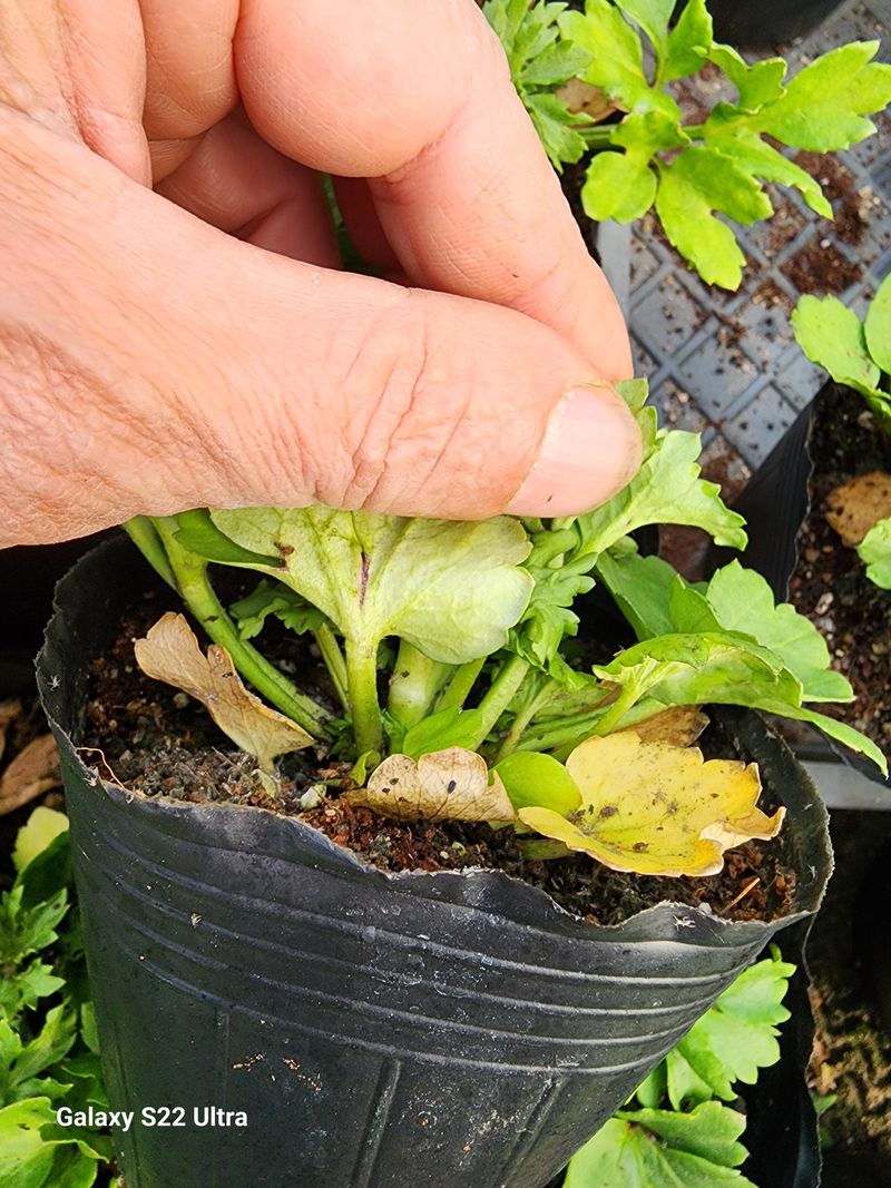 약초원 김종군님의 장터 판매 상품 [천연살충제 건조 제충국50g] 첨부 사진