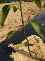 팜모닝 고추·병해충상담 게시글 이미지