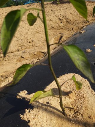 이재수님의 고추 · 병해충상담 작성글 사진