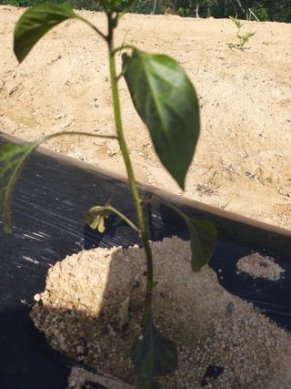 이재수님의 고추 · 병해충상담 작성글 사진