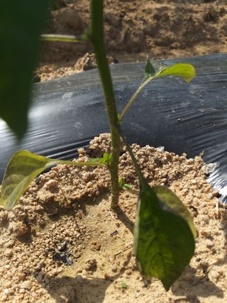 이재수님의 고추 · 병해충상담 작성글 사진