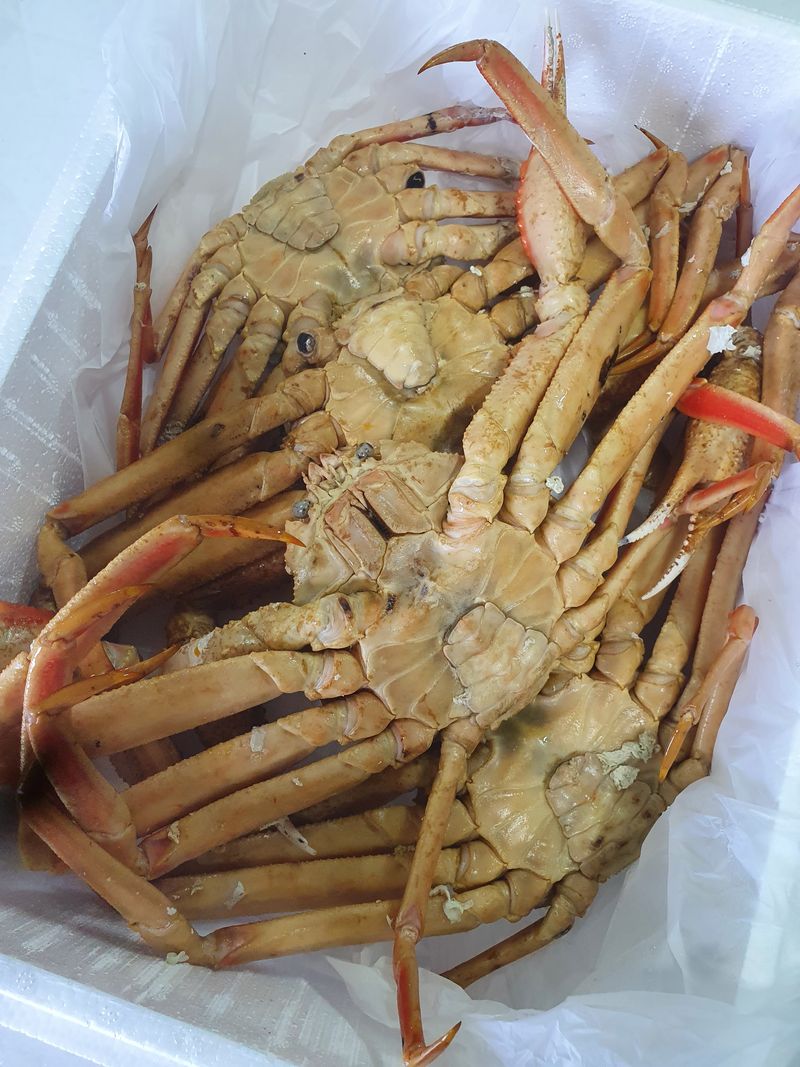 장터 상품 [속이꽉찬 박달대게 절지 비품대게 3kg] 썸네일