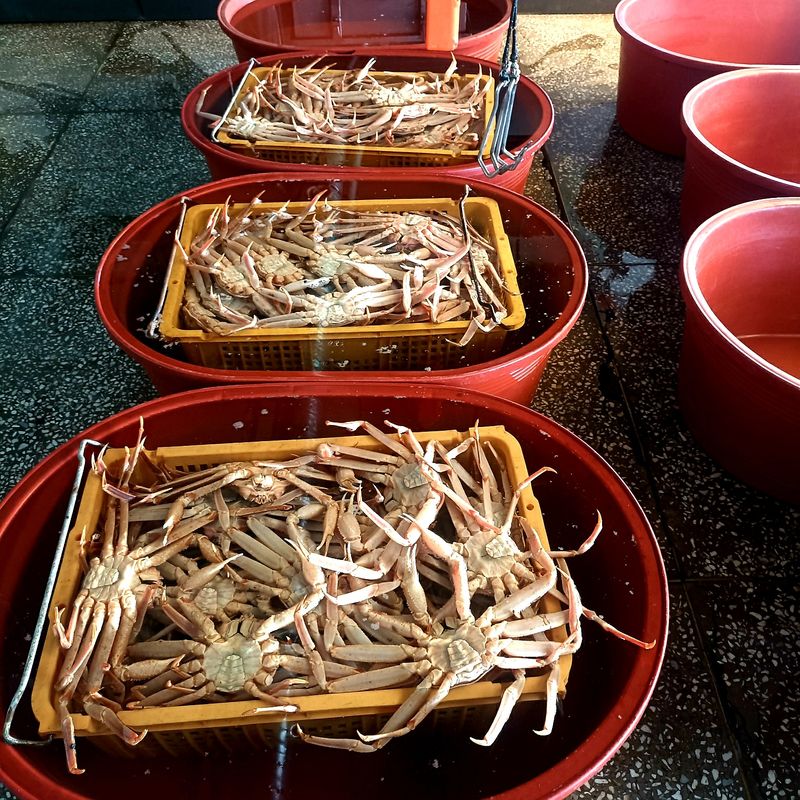 노가네수산님의 장터 판매 상품 [속이꽉찬 박달대게 절지 비품대게 3kg] 첨부 사진