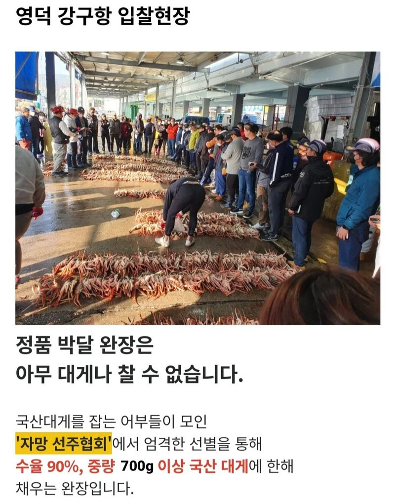 노가네수산님의 장터 판매 상품 [노가네] 완장대게 강구항 브랜드 영덕 박달대게] 첨부 사진