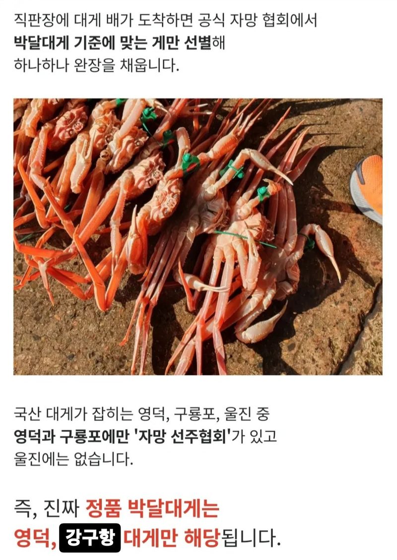 노가네수산님의 장터 판매 상품 [노가네] 완장대게 강구항 브랜드 영덕 박달대게] 첨부 사진
