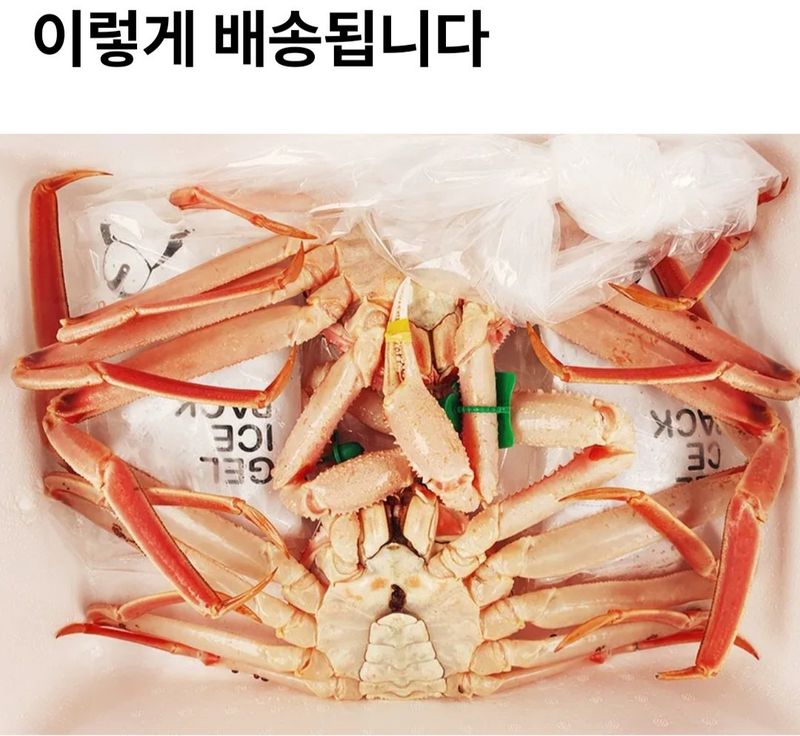 노가네수산님의 장터 판매 상품 [노가네] 완장대게 강구항 브랜드 영덕 박달대게] 첨부 사진