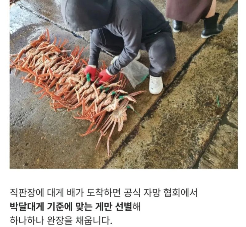 노가네수산님의 장터 판매 상품 [노가네] 완장대게 강구항 브랜드 영덕 박달대게] 첨부 사진