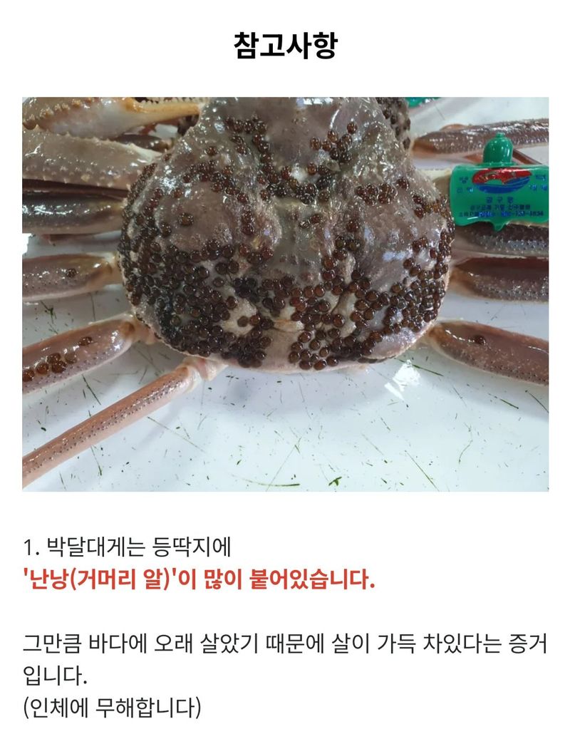 노가네수산님의 장터 판매 상품 [노가네] 완장대게 강구항 브랜드 영덕 박달대게] 첨부 사진