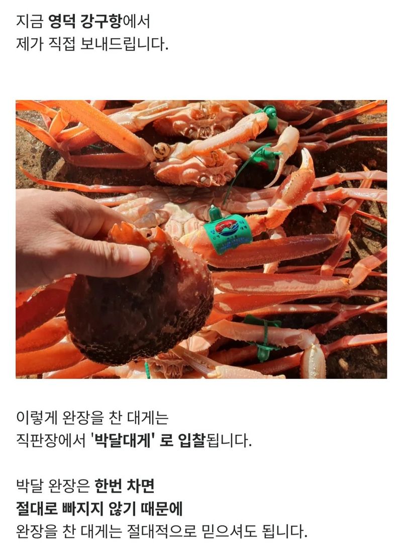 노가네수산님의 장터 판매 상품 [노가네] 완장대게 강구항 브랜드 영덕 박달대게] 첨부 사진