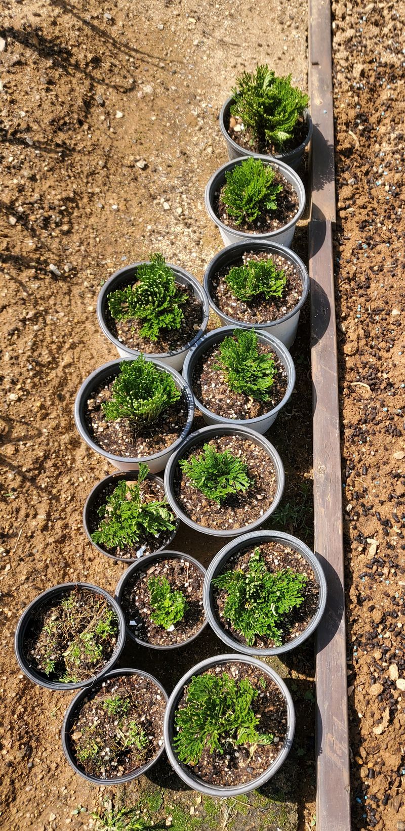 장터 상품 [부처손] 썸네일