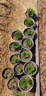 팜모닝 · 게시글 이미지