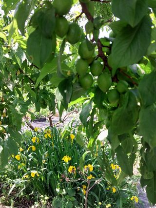 금동이네님의 자두 · 자유게시판 작성글 사진