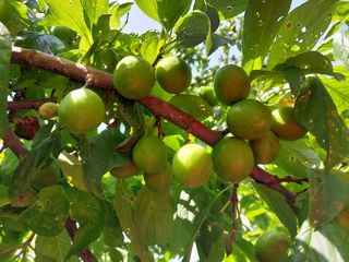 금동이네님의 자두 · 자유게시판 작성글 사진