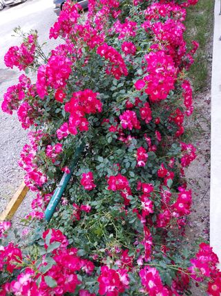 철남 김희곤님의 우리동네 · 동네자랑 작성글 사진