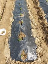 팜모닝 기타작물·자유게시판 게시글 이미지