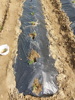 해안로님의 기타작물 · 자유게시판 작성글 사진