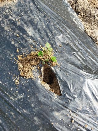 해안로님의 기타작물 · 자유게시판 작성글 사진