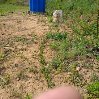 이은주(여성초보농민님의 옥수수 · 자유게시판 작성글 사진