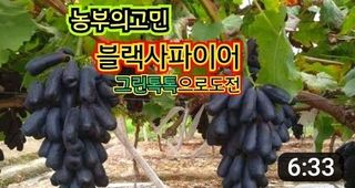 그린톡톡 오계상님의 포도 · 자유게시판 작성글 사진