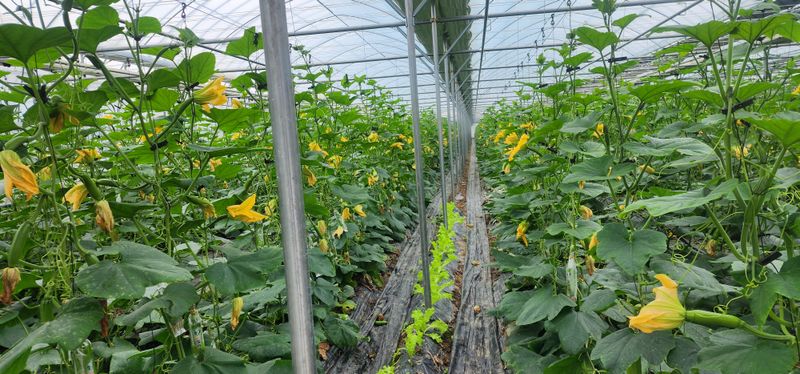 김기태님의 장터 판매 상품 [친환경 무농약 애호박 판매] 첨부 사진