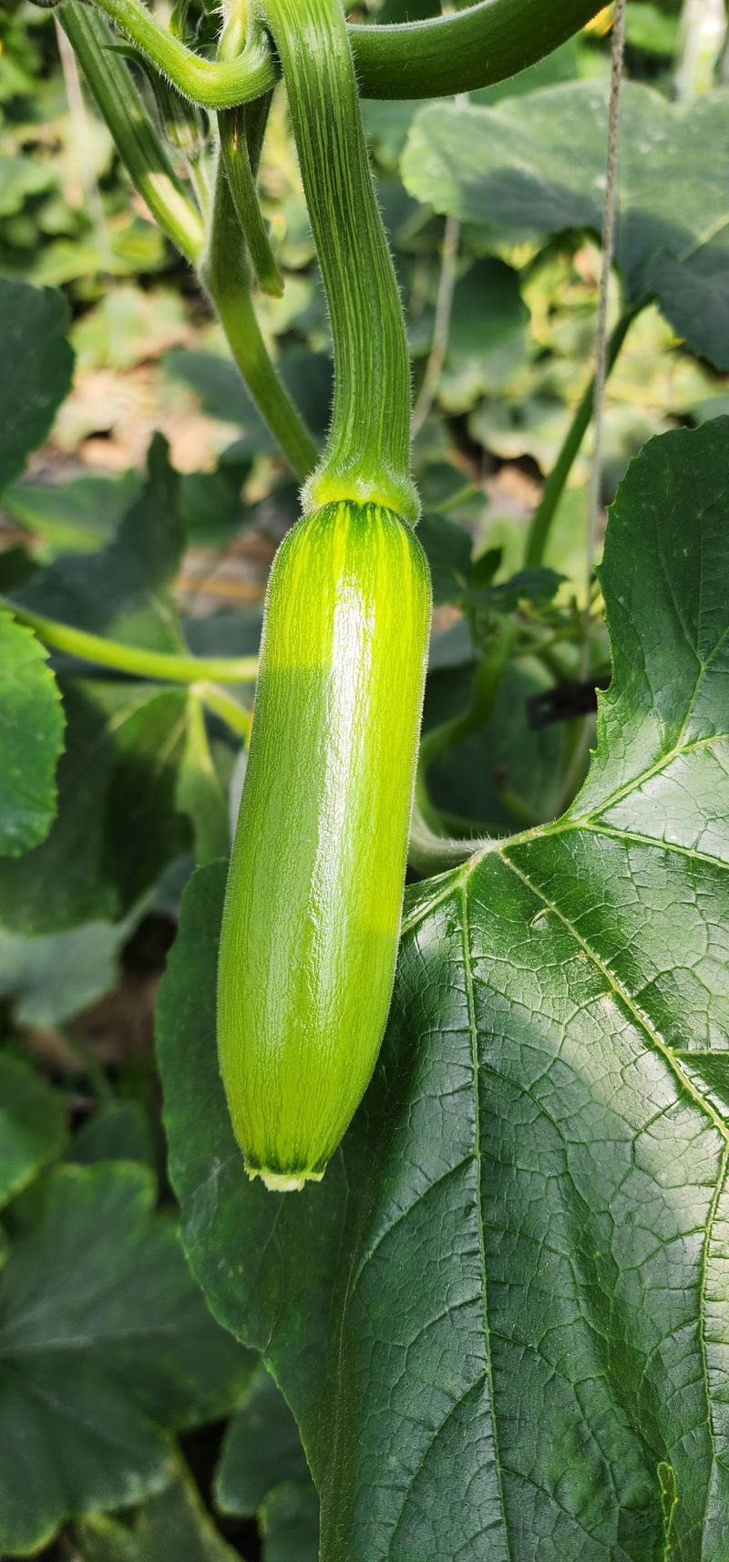 김기태님의 장터 판매 상품 [친환경 무농약 애호박 판매] 첨부 사진