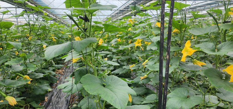 김기태님의 장터 판매 상품 [친환경 무농약 애호박 판매] 첨부 사진