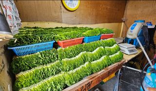 그린톡톡 오계상님의 배추 · 일상 작성글 사진